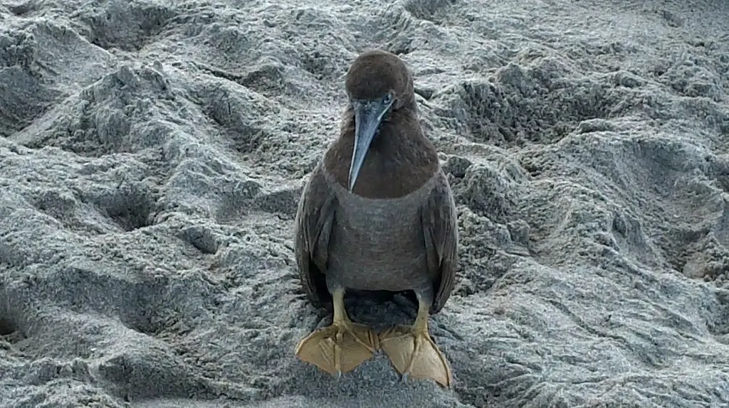 Close-up of a brown seabird with a pale pointed bill and yellow webbed feet standing on rippled grey sand.
