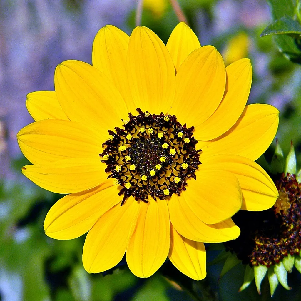 Close-up of a yellow beach sunflower with a dark centre against blurred green leaves.