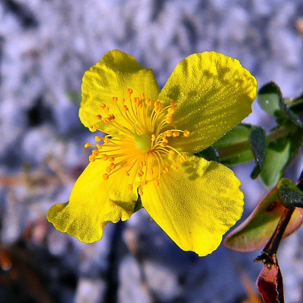 Close-up of a four-petalled yellow St John's-wort flower with long stamens, against a blurred background of pale scrub.