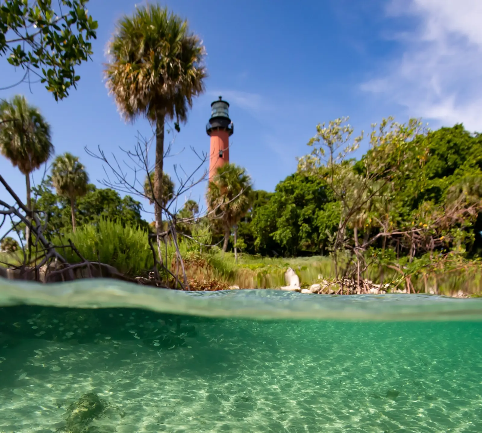 Split-level photo: below the waterline, clear green water over sand; above it, a mangrove shore with cabbage palms and a red lighthouse with a black lantern rising behind the trees.