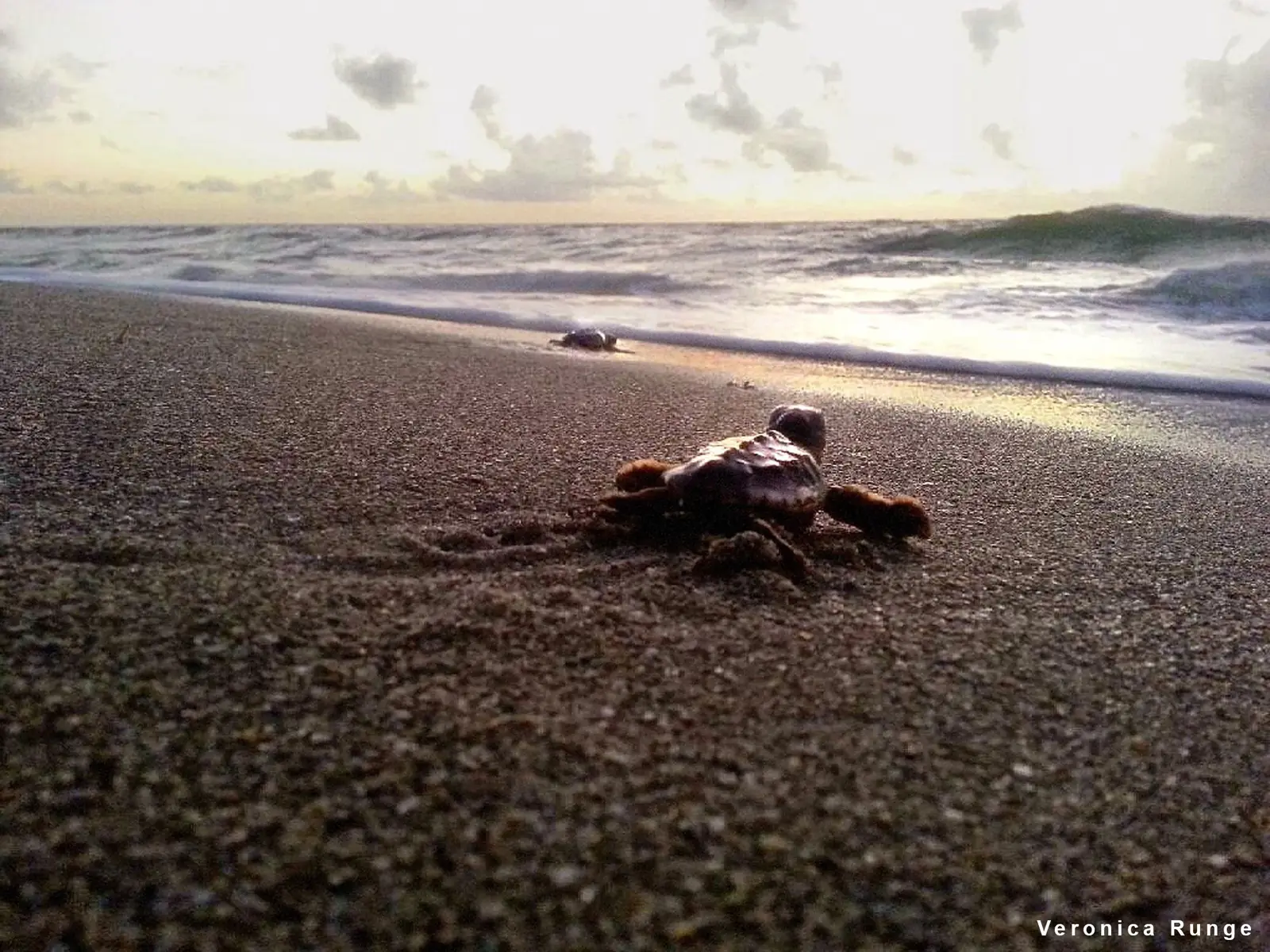 A loggerhead hatchling crawls across dark wet sand toward the surf at sunrise, with a second small turtle near the waterline and a pale sky with scattered clouds.