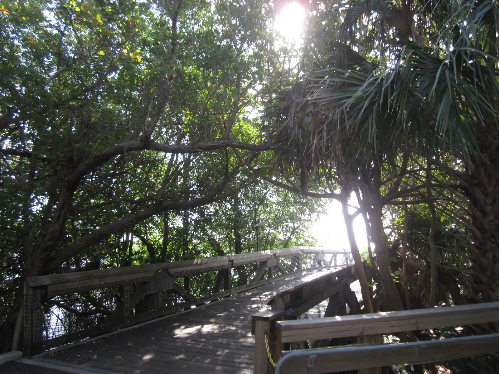 A wooden boardwalk bends through shady mangroves and cabbage palms toward bright sunlit water, with the sun glaring through the leaves.
