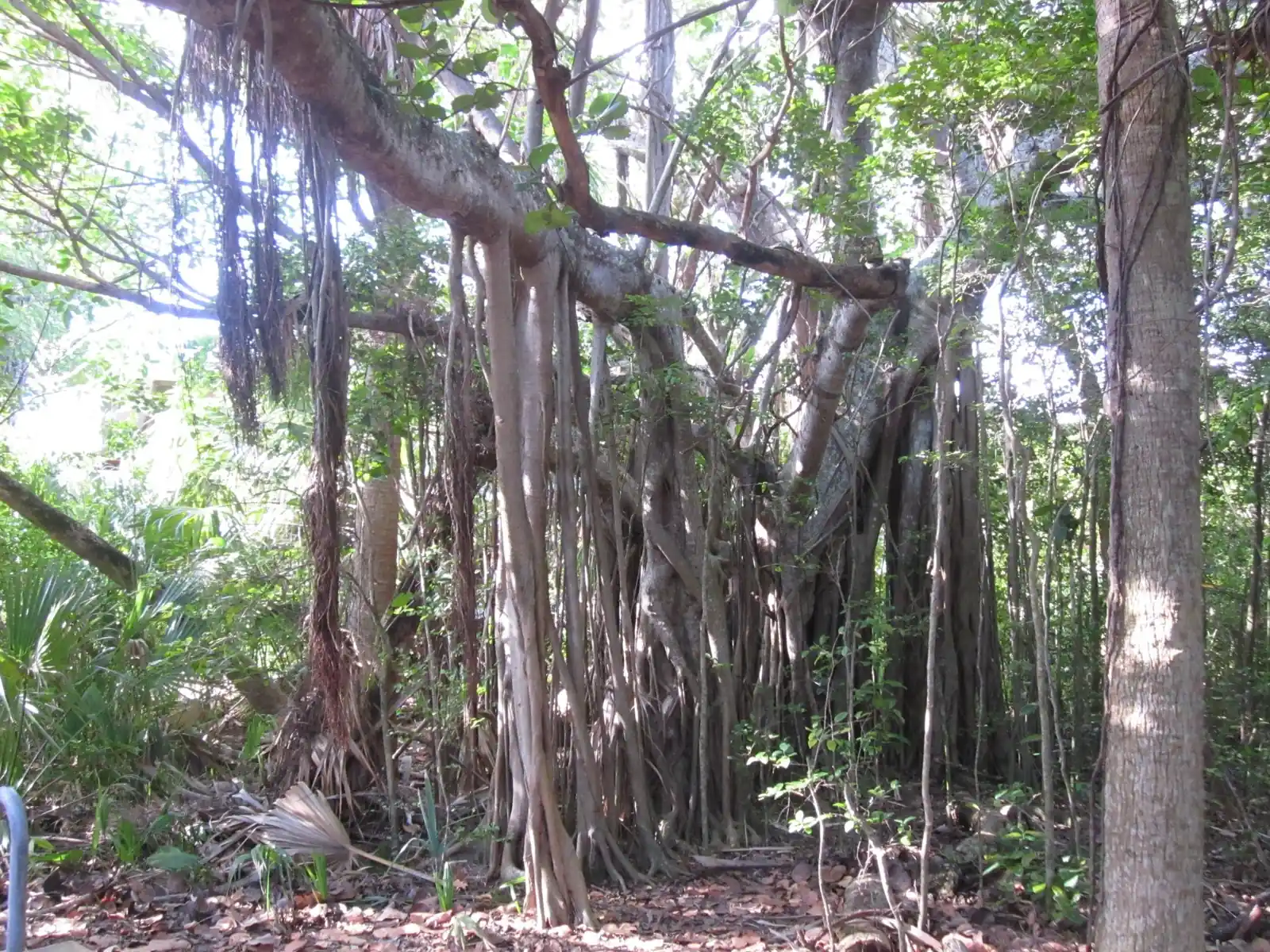 A large tree with many hanging aerial roots in a shady coastal hammock, with palmettos and leaf litter on the ground.