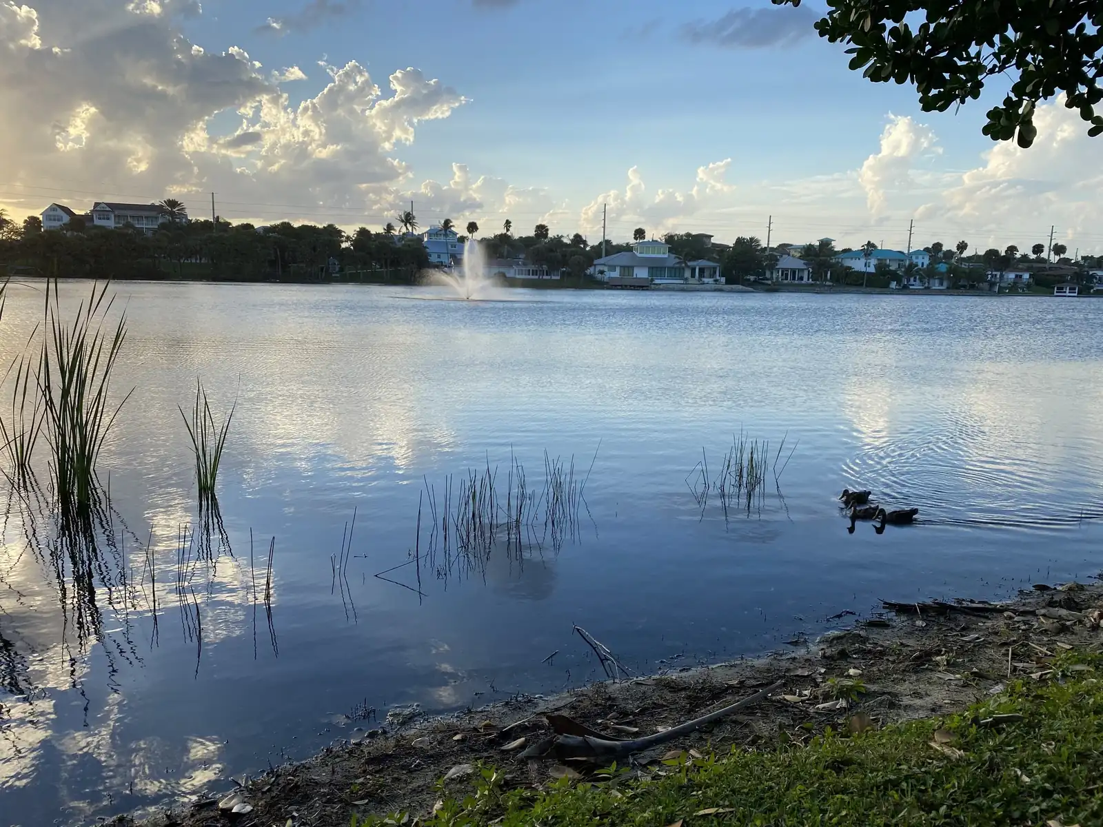 A calm lake reflects a blue sky with white clouds; reeds stand in the shallows, two ducks swim near the bank, a fountain sprays in the middle distance and low houses line the far shore among palms.