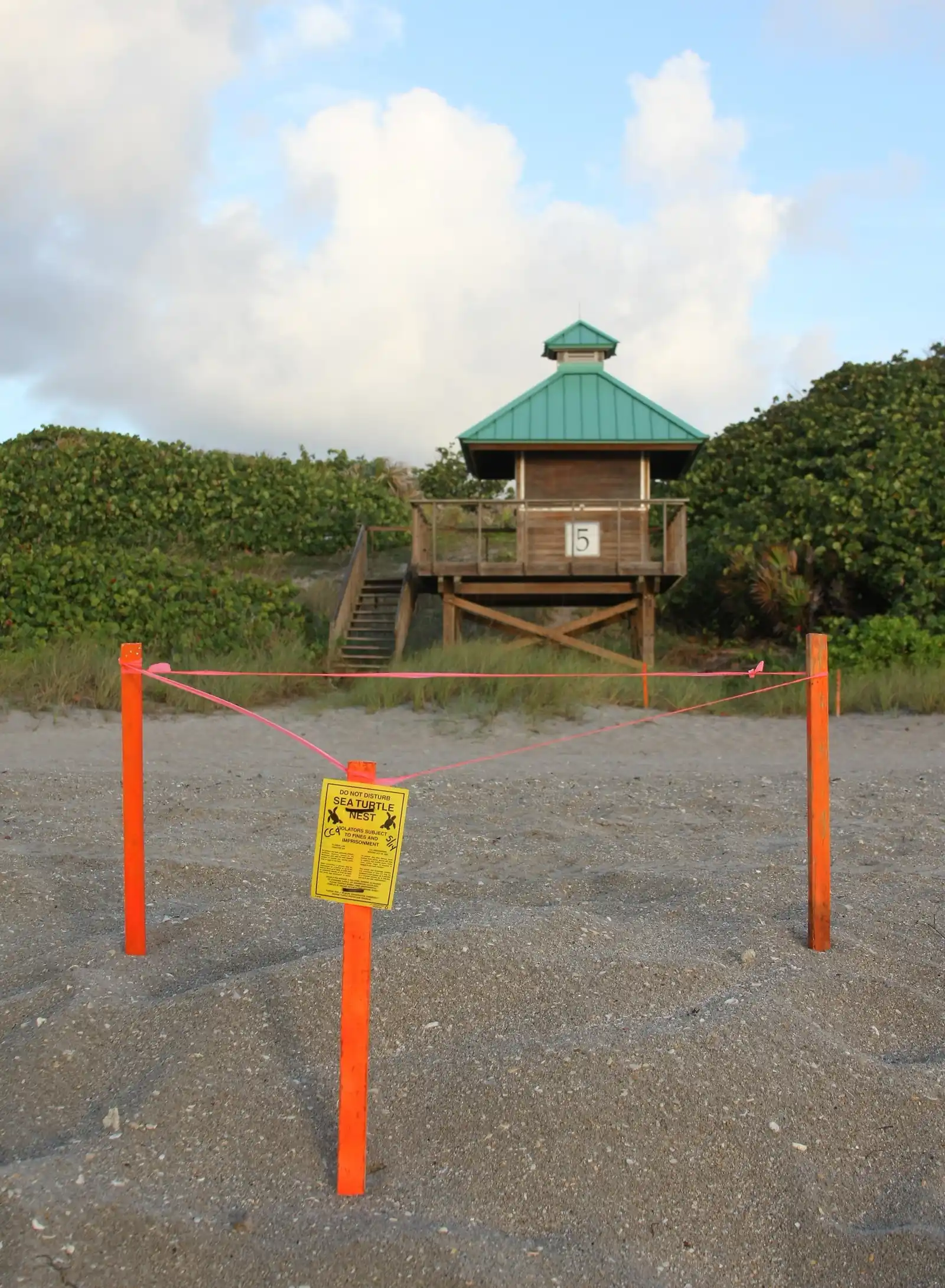 A sea turtle nest marked with three orange stakes, pink tape and a yellow notice sign on the sand, in front of a wooden lifeguard tower numbered 5 with a green roof, sea-grape dune behind, and a blue sky with white clouds.