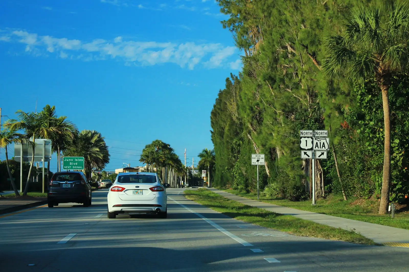 A palm-lined road with two cars driving away from the camera; on the right, route shields read 'North 1' with a left arrow and 'North A1A' with a right arrow, and on the left a green sign reads 'Juno Isles Blvd next signal'. Tall dense trees line the right side under a blue sky.